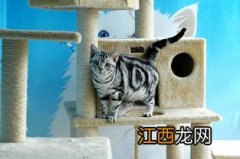 猫咪睡觉时为什么把身体卷成团 蜷成团的原因