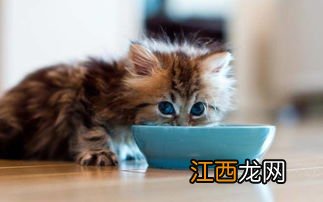 猫咪睡觉时为什么把身体卷成团 蜷成团的原因