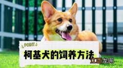 柯基犬饲养技巧 柯基犬饲养方法