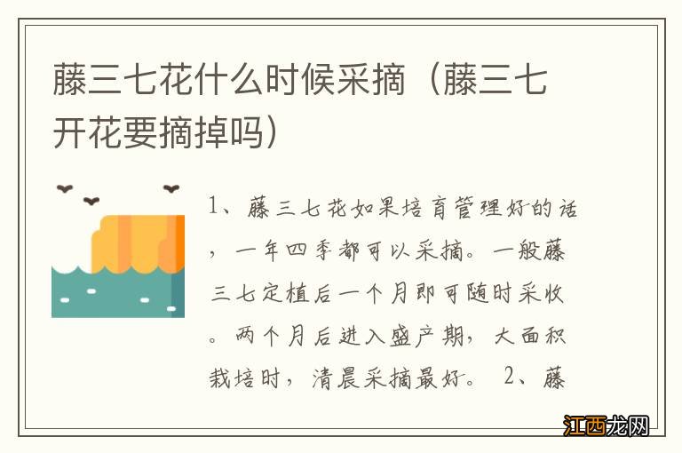 藤三七开花要摘掉吗 藤三七花什么时候采摘