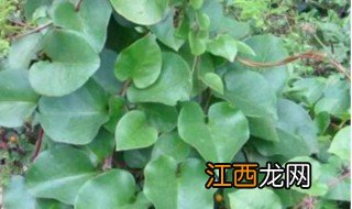 藤三七开花要摘掉吗 藤三七花什么时候采摘