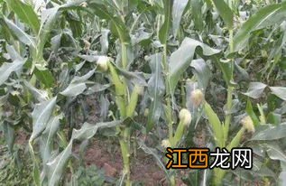 玉米10月份还可以种吗，附种植方法