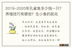 2019-2020年孔雀鱼多少钱一只？养殖技巧有哪些？生小鱼的前兆是