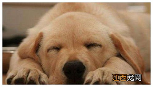 长期不在家狗可以生活吗 不能自理的