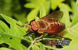 吸血牛虻怎么驱赶，有毒吗