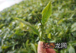 怎么判断茶叶季节