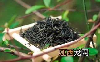 怎么判断茶叶季节