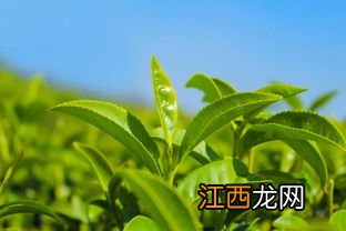 怎么判断茶叶季节