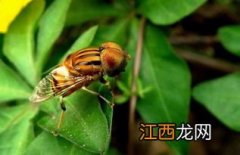 牛虻怎么驱赶，被咬了怎么办