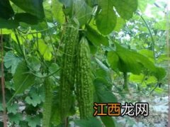 苦瓜育苗浸泡种子时间和方法，怎么种植和管理