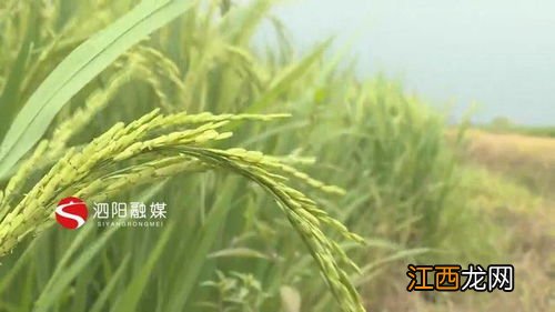 水稻抽穗出现白壳，附防治方法