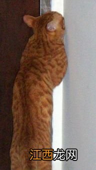 猫舔手是什么意思啊 猫舔手有什么寓意