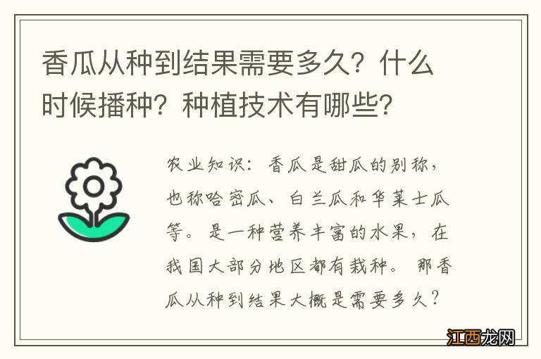 香瓜从种到结果需要多久？什么时候播种？种植技术有哪些？