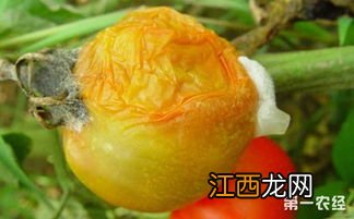 西红柿腐烂病的防治方法,是什么原因导致的