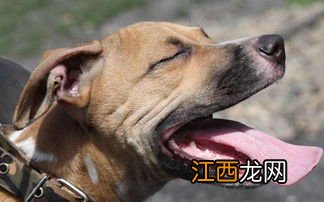 旅行世界亚洲犬概率 怎么才能获得？