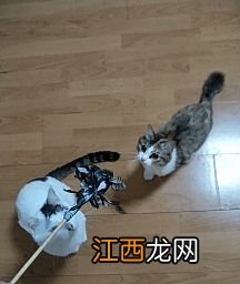 如何做猫饭 猫饭怎么做猫咪爱吃