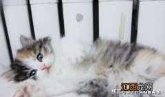 如何做猫饭 猫饭怎么做猫咪爱吃