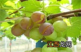 葡萄裂果是什么原因怎么防治
