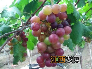 葡萄裂果是什么原因怎么防治