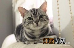 猫的品种 猫有什么品种