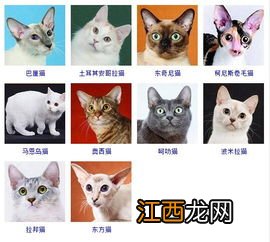 猫的品种 猫有什么品种