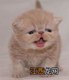 猫的品种 猫有什么品种