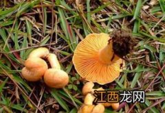 枞菌可以人工种植吗?如何保存