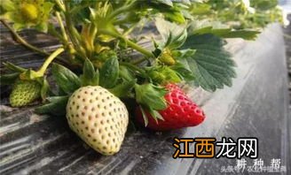 草莓株距行距多少厘米，附草莓的种植技术