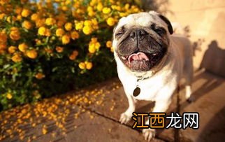 怎样训练巴哥犬 巴哥犬训练方法