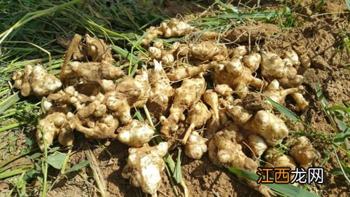 洋姜产量那么高怎么没人种植，洋姜几月份成熟可以挖