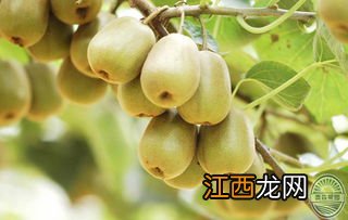 猕猴桃一亩地产多少斤，在国内哪些地区适合种植猕猴桃