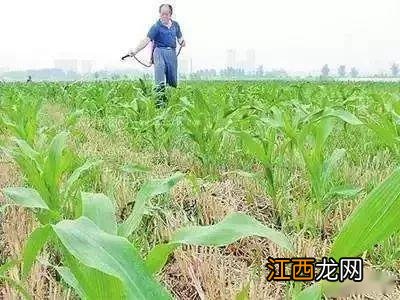 打了除草剂的地多久能种白菜，白菜打什么除草剂效果好