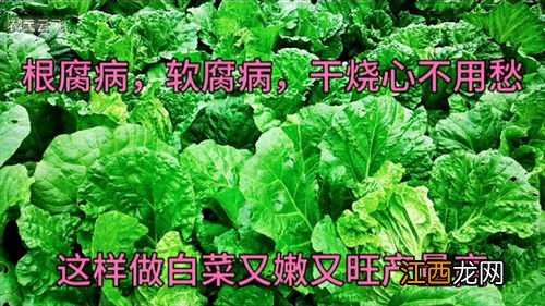 白菜根腐病最有效的治疗方法，是什么原因导致的