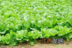 大白菜撒草木灰方法，附大白菜的种植方法和时间