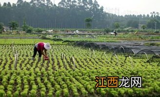 如何理解种植业的重要地位,种植业和农业有什么区别