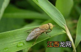 夏天牛身上的牛虻怎么办，被牛虻咬了怎么办