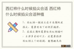 西红柿什么时候掐尖合适 西红柿什么时候掐尖合适种植