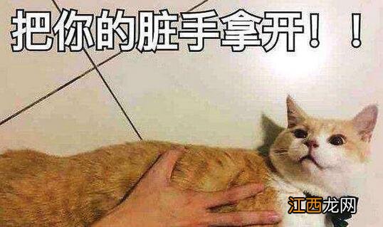 猫咪讨厌你的8种表现 猫咪讨厌你的几个表现