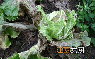 白菜腐烂病用什么药治，是什么原因引起的