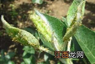 如何防治西红柿钻心虫,附危害症状