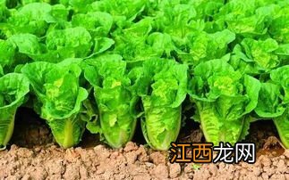 大白菜生长期多少天，用什么肥料长得好