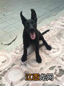 黑狼犬幼犬如何饲养 黑狼犬喂养指南