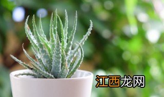 儿童卧室适合养芦荟吗 卧室适合养芦荟吗?