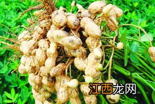 花生的种植时间和方法