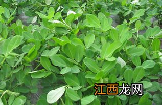 花生的种植方法，适合哪些地区种植