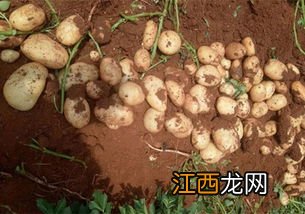 花生的种植方法,适合哪些地区种植