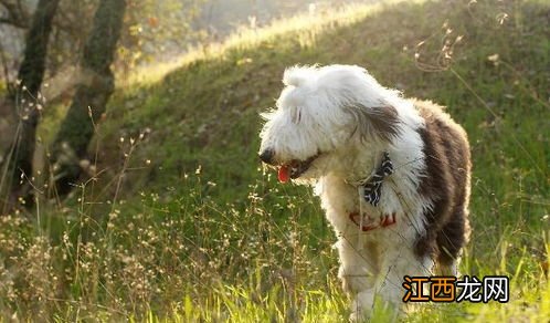 一个多月的牧羊犬怎么区分是长毛和短毛的? 牧羊犬的长短毛类区别方法