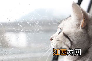 猫全身一共有多少块骨头 你肯定想不到