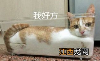 猫全身一共有多少块骨头 你肯定想不到