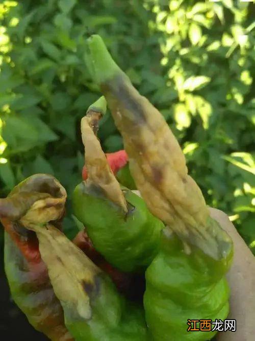 辣椒烂果图片及防治，是什么原因导致的